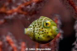 this was on the house reef inside a red gorgonia fan, thi... by Gilles Brignardello 